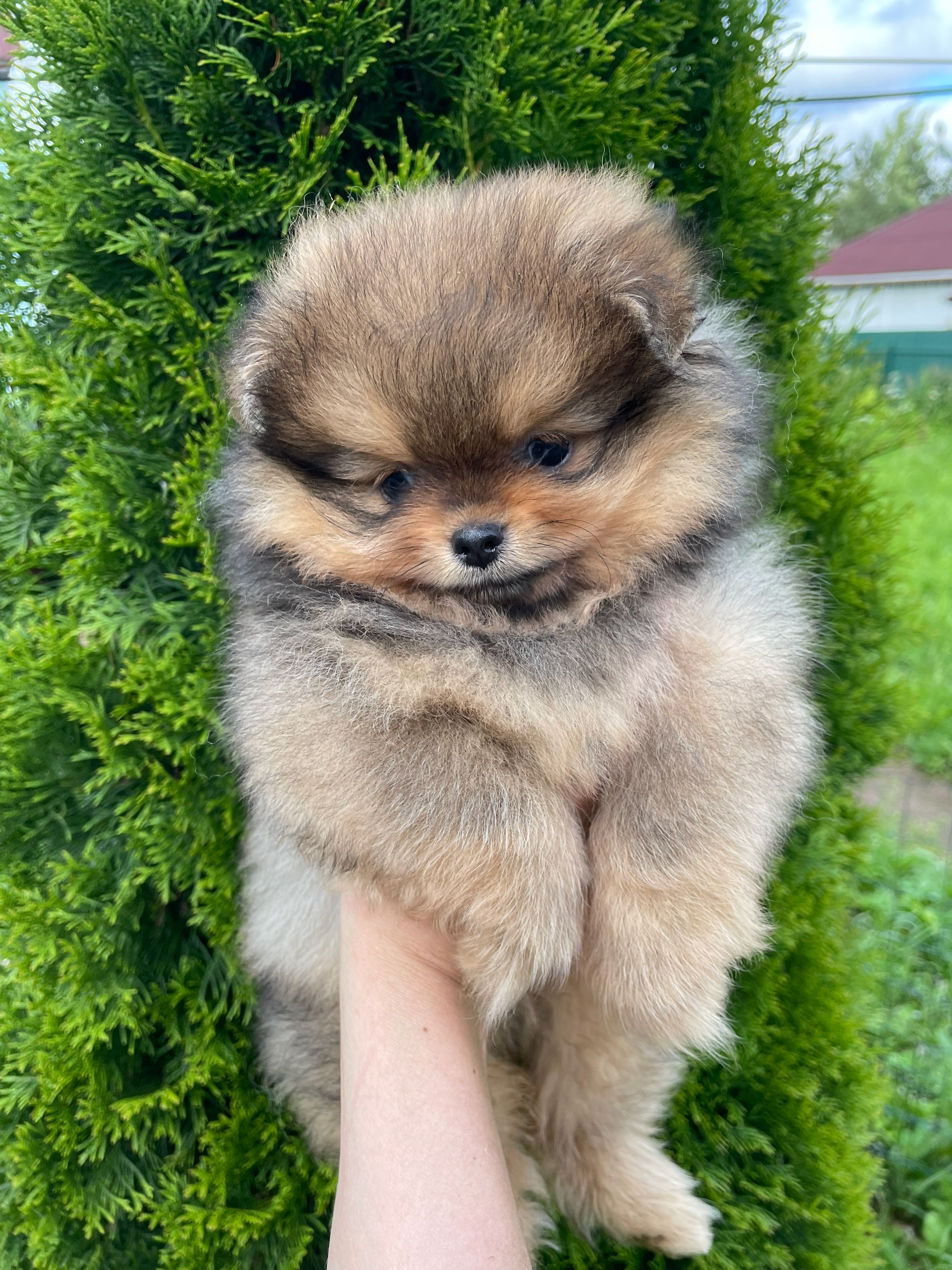 Maryden’s-pitomnik-pomeranskih-shpicev-prodaga-shhenkov