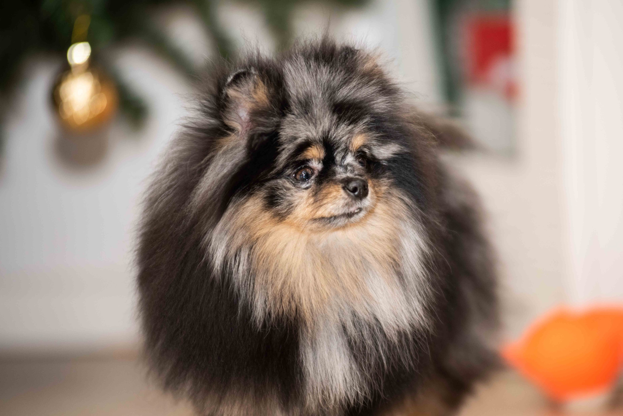 Maryden's-pitomnik-pomeranskih-shpicev-prodaga-shhenkov