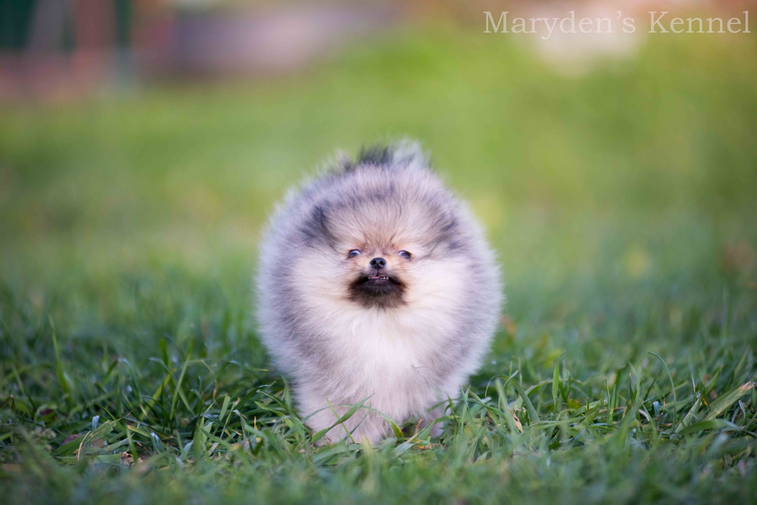 Maryden's-pitomnik-pomeranskih-shpicev-prodaga-sobak