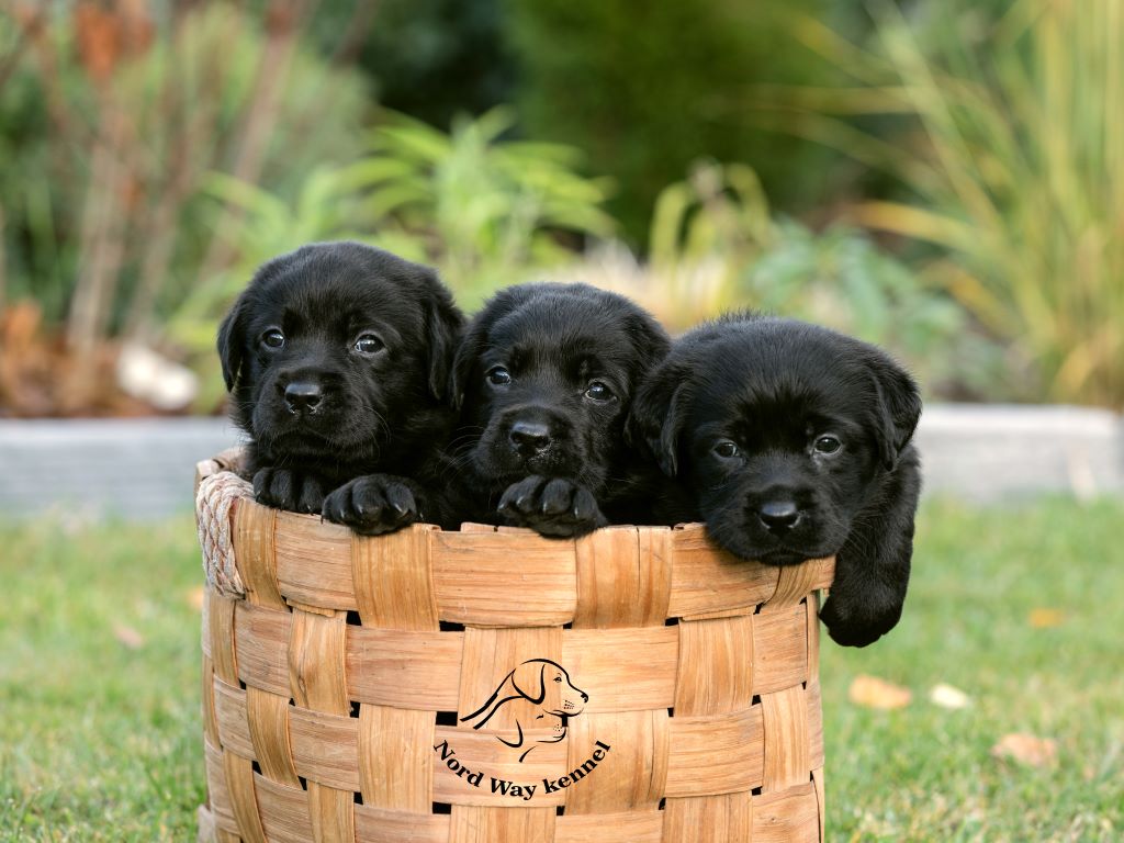 Nord-Way-pitomnik-labradorov-kupit-sobak