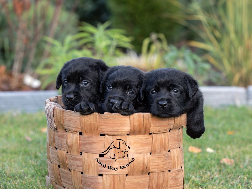 Nord-Way-pitomnik-labradorov-prodaga-shhenka