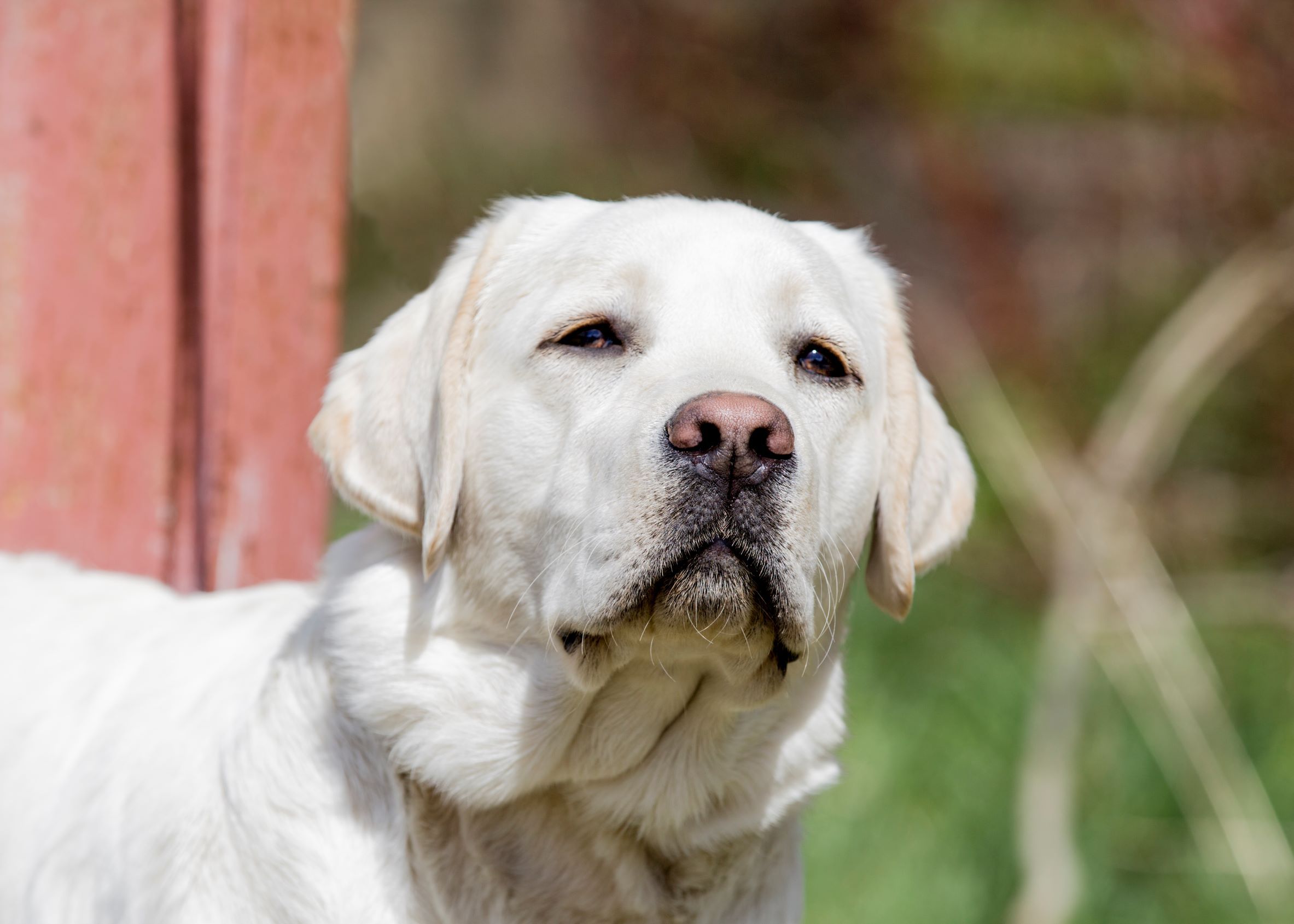 Nord-Way-pitomnik-labradorov-prodaga-shhenka