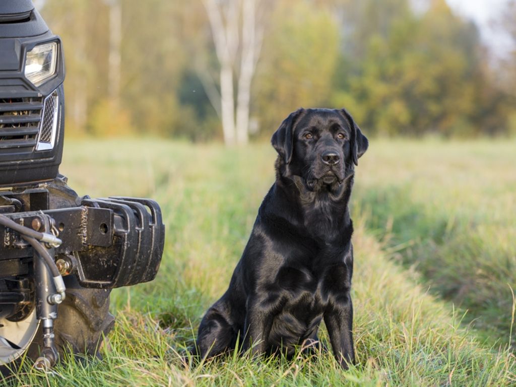 Nord-Way-pitomnik-labradorov-prodaga-shhenkov-1
