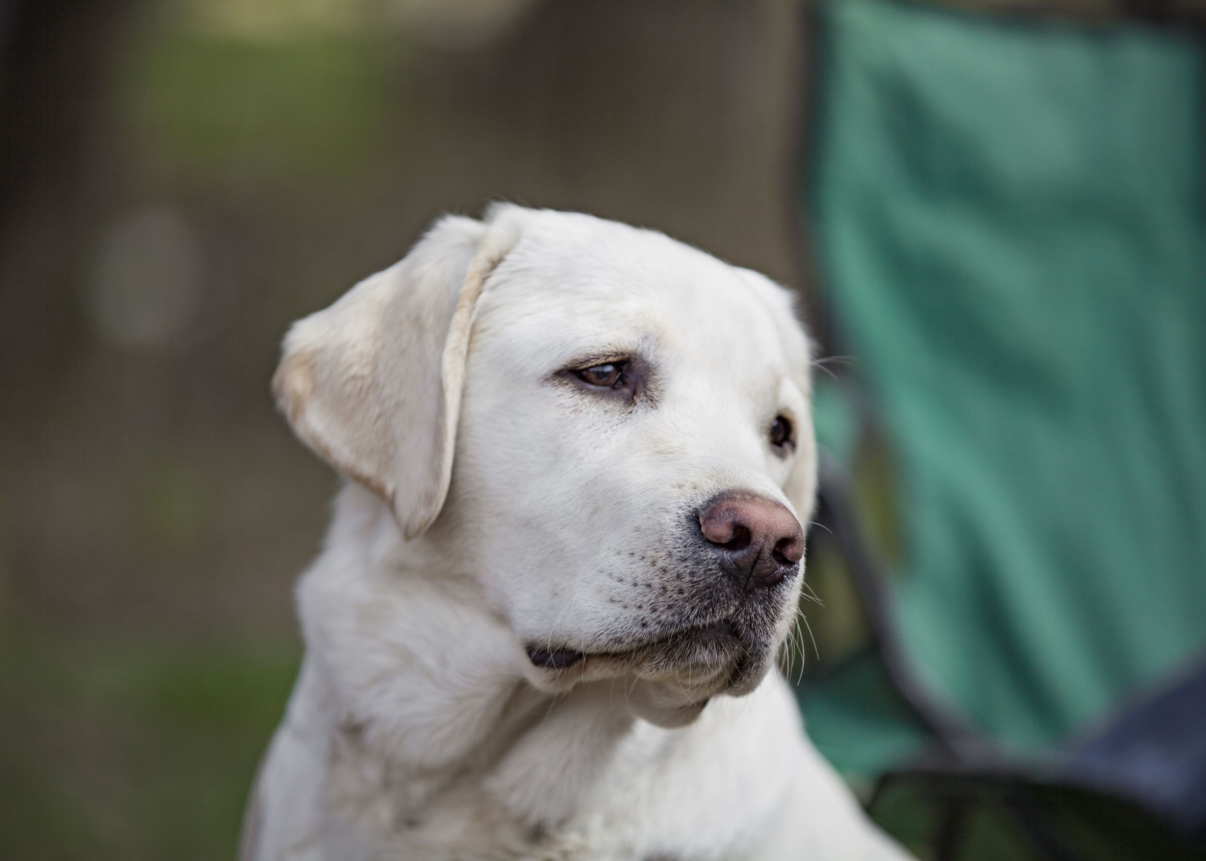 Nord-Way-pitomnik-labradorov-prodaga-shhenkov
