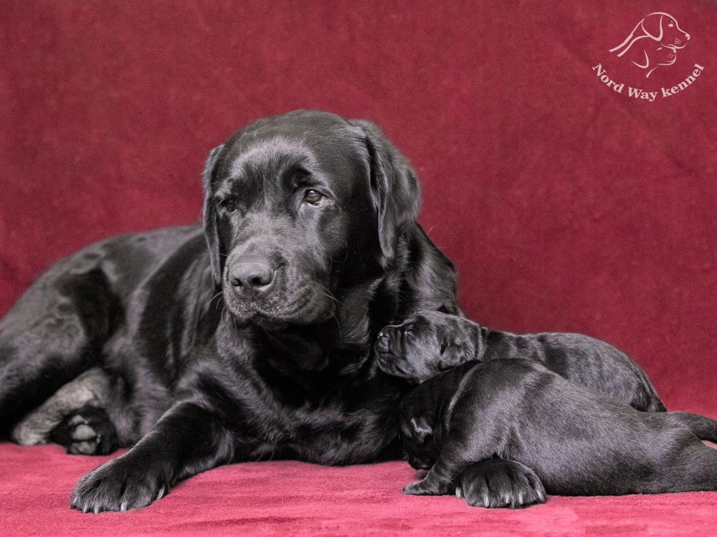 Nord-Way-pitomnik-labradorov-prodaga-sobak