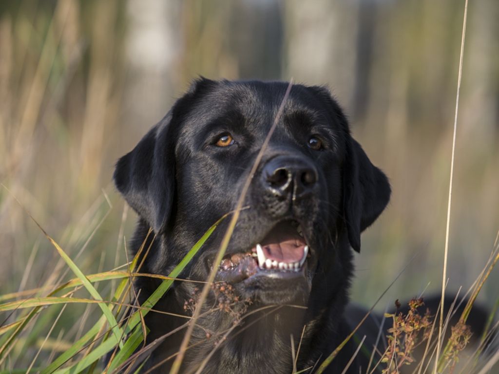 Nord-Way-pitomnik-labradorov-prodaga-sobak