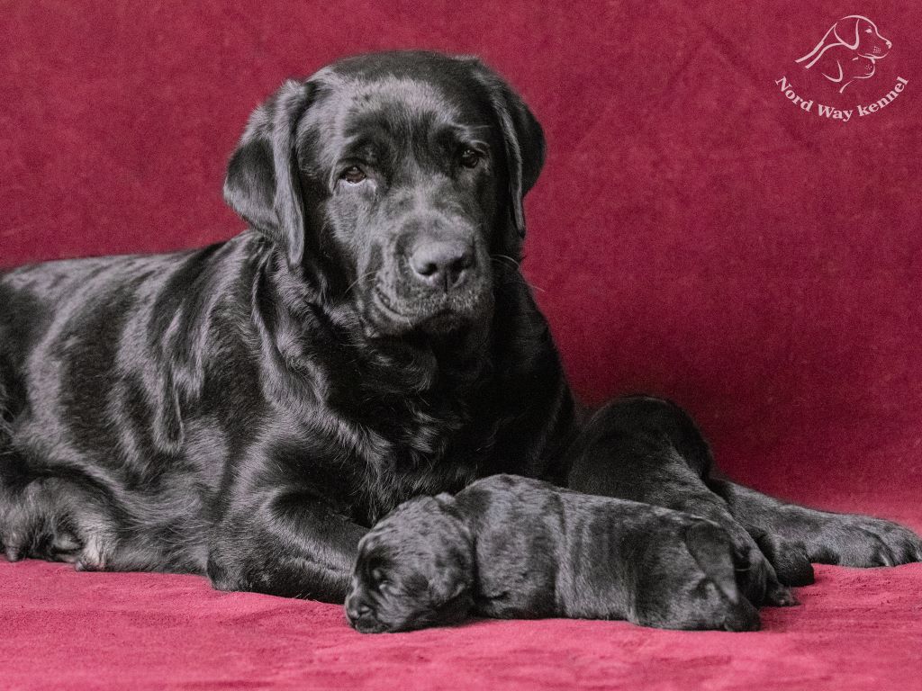 Nord-Way-pitomnik-labradorov-prodaga-sobaki