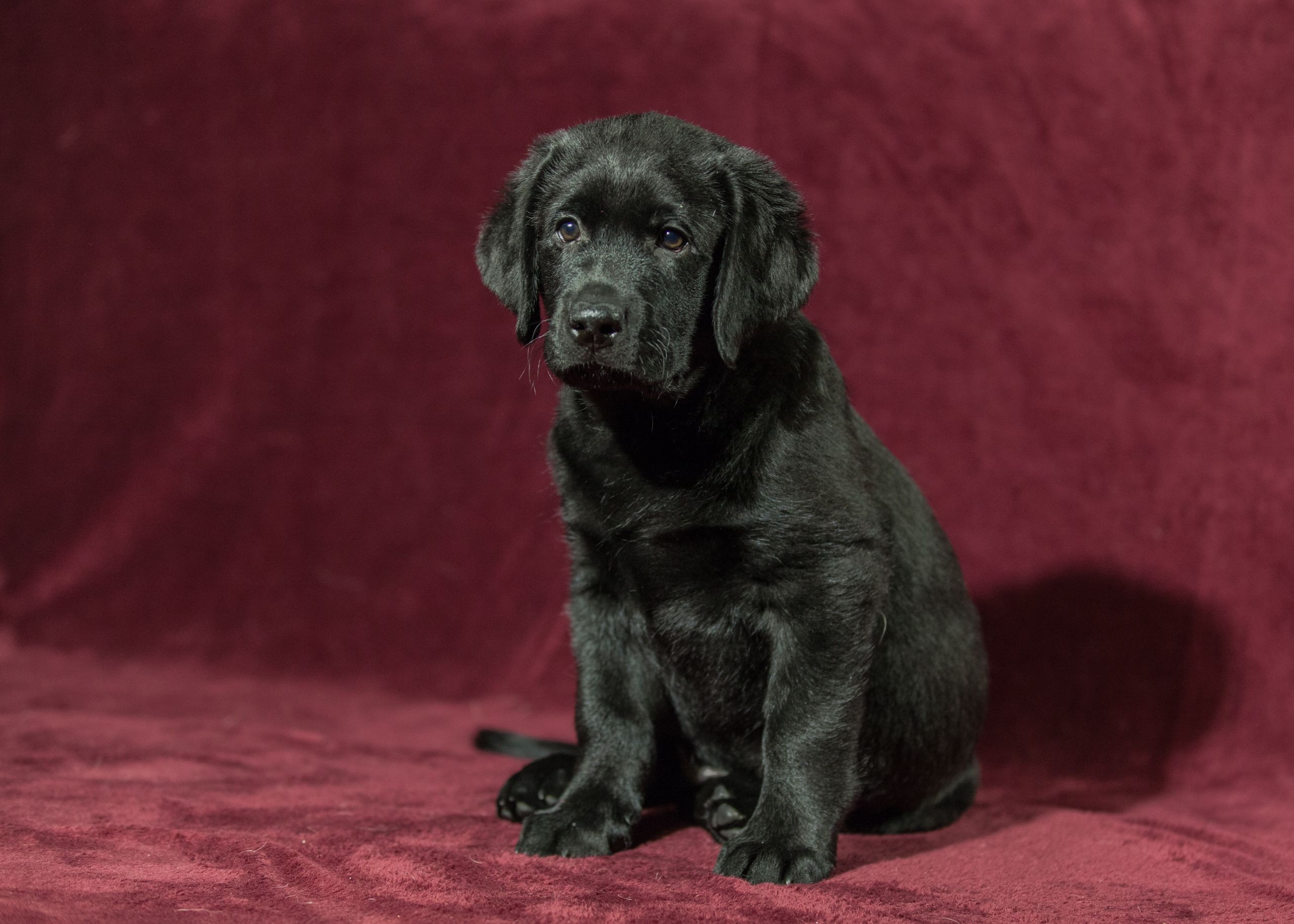 Nord-Way-pitomnik-labradorov-prodaga-sobaki