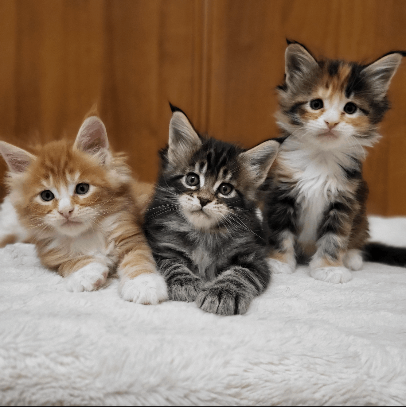 OdeSea-Cat-pitomnik-mejn-kunov-prodaga-koshek-5