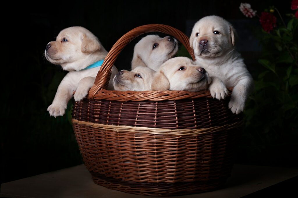 Roberto-Mariel-pitomnik-labradorov-retriverov-prodaga-sobaki