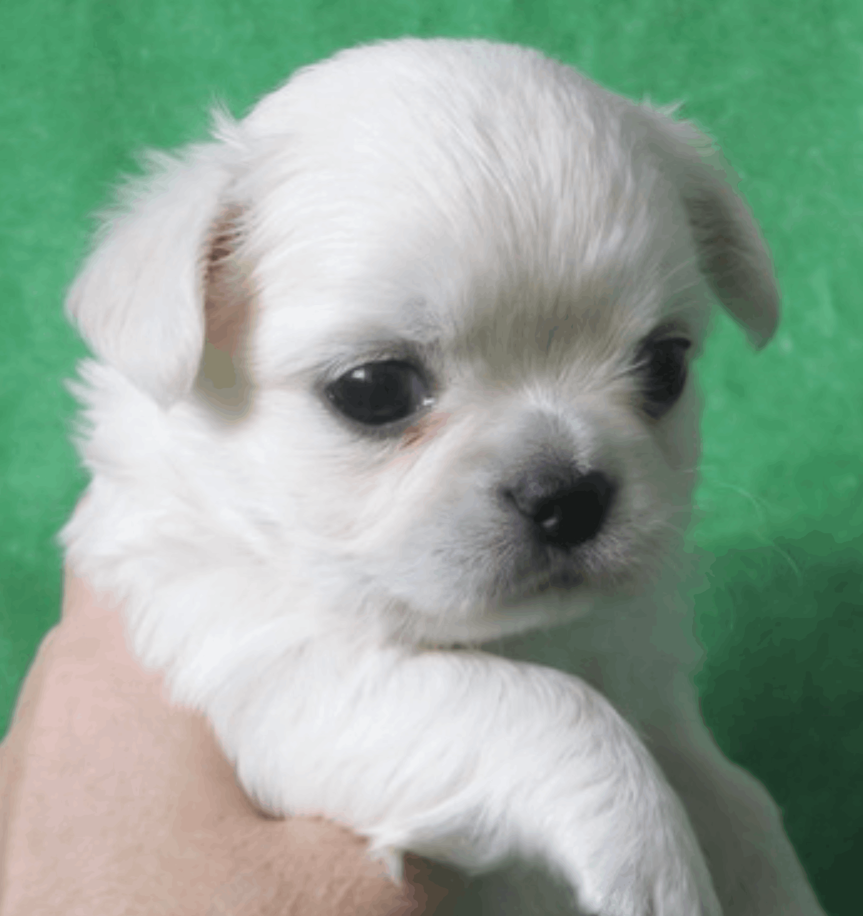 Shah-Arpilin-pitomnik-chihuahua-kupit-shhenkov