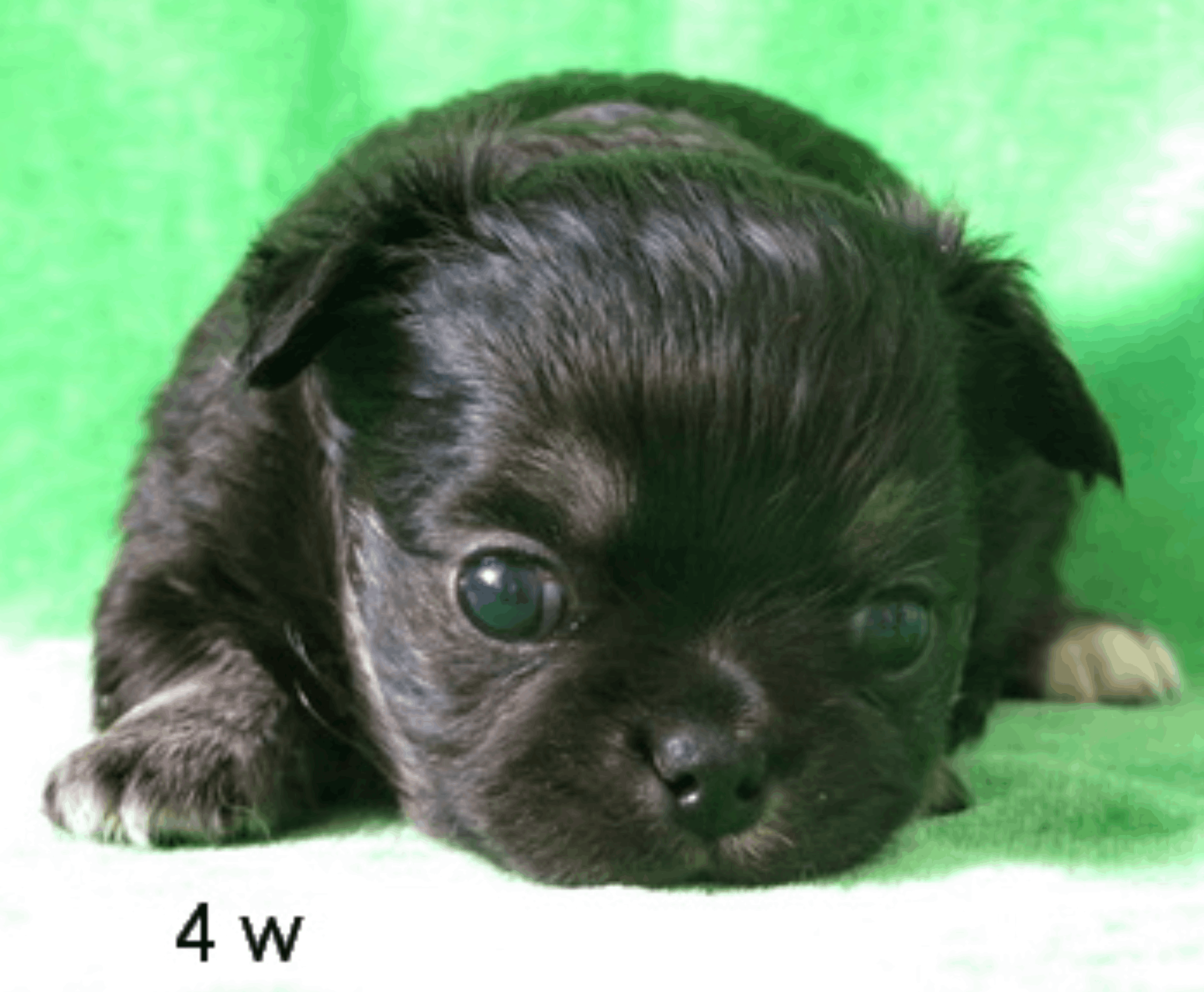 Shah-Arpilin-pitomnik-chihuahua-prodaga-shhenka