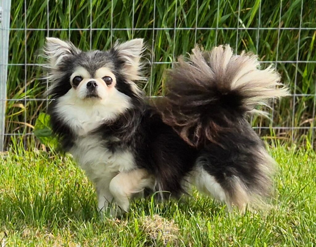 Shah-Arpilin-pitomnik-chihuahua-prodaga-sobak