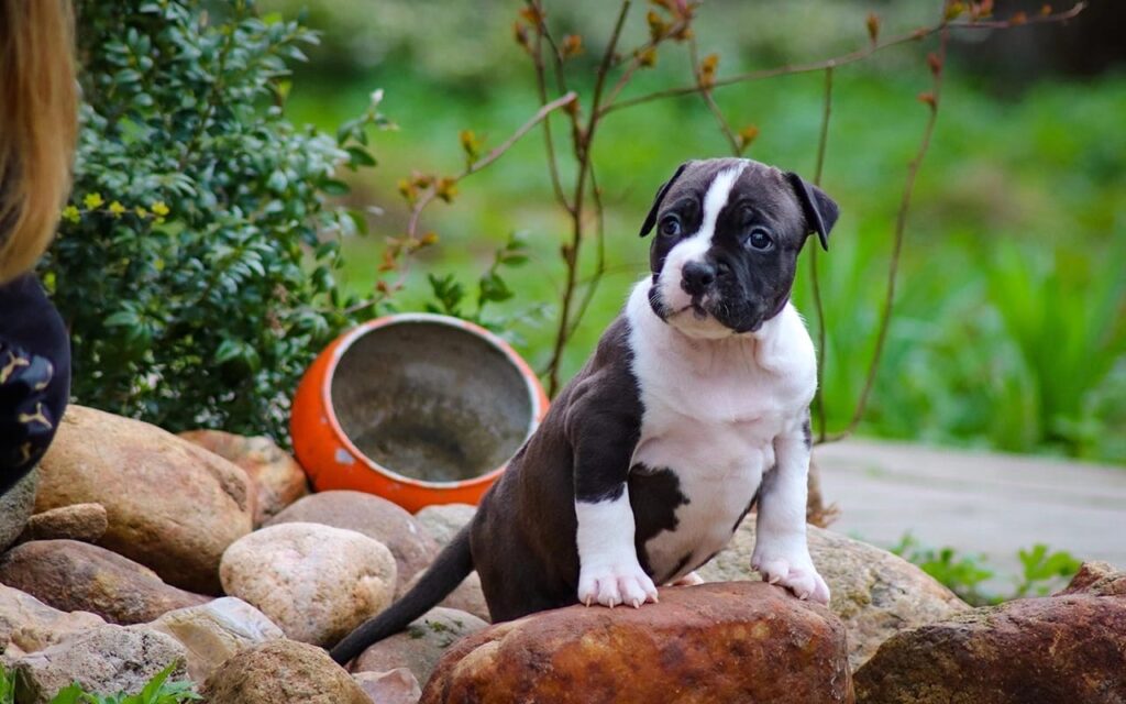 VALTER’STAFF-pitomnik-amerikanskih-staffordshirskih-tererov-kupit-shhenkov