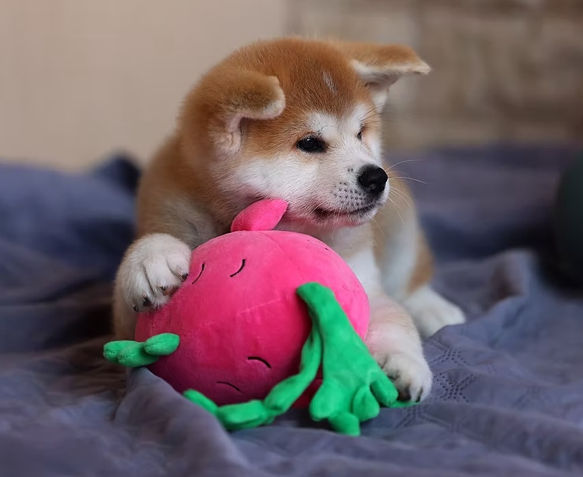 akita-inu-kupit-shenka