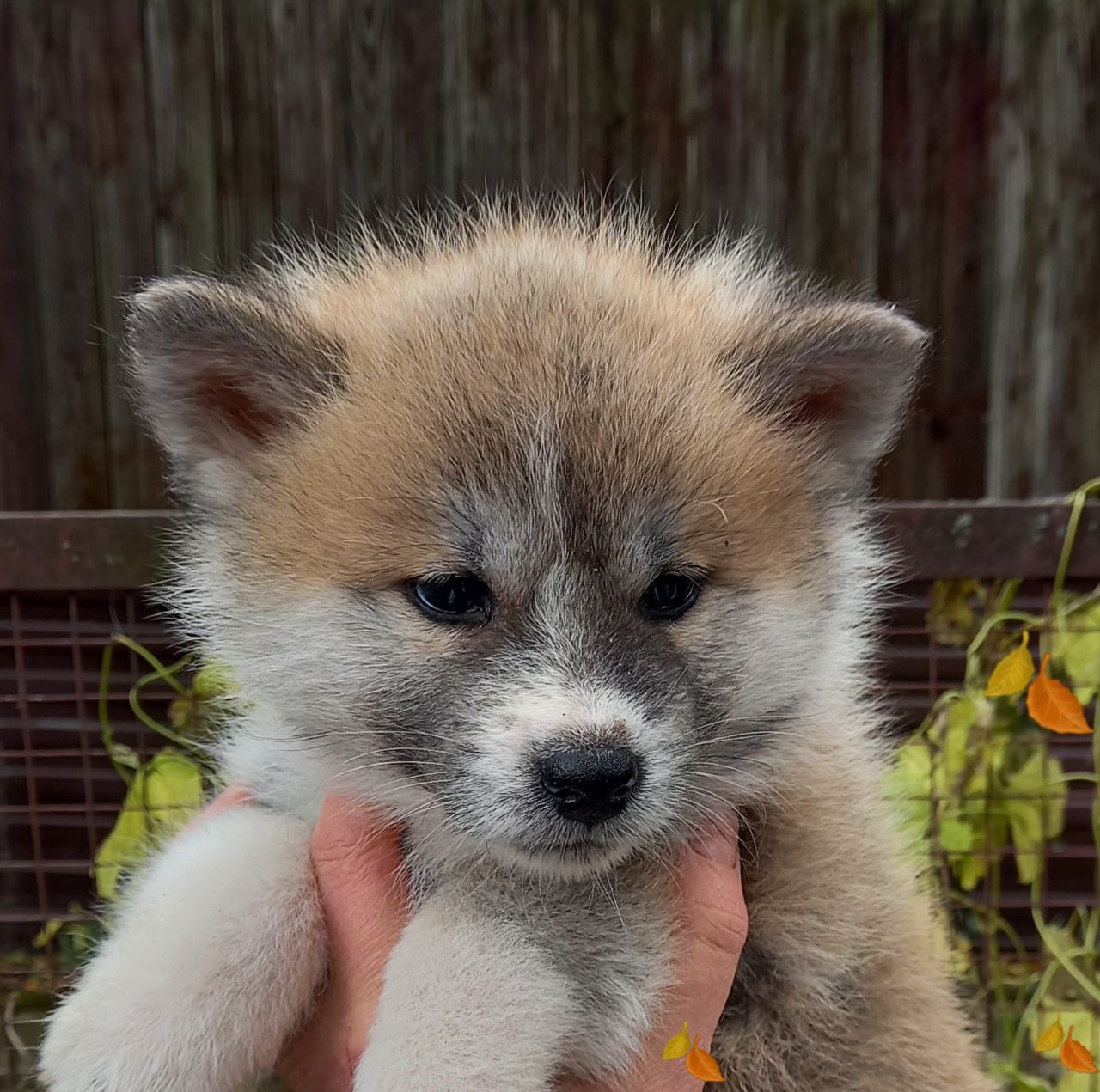 akita-inu-prodazha-shchenka