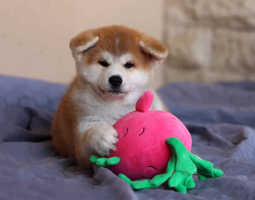 akita-inu-prodazha-shenka