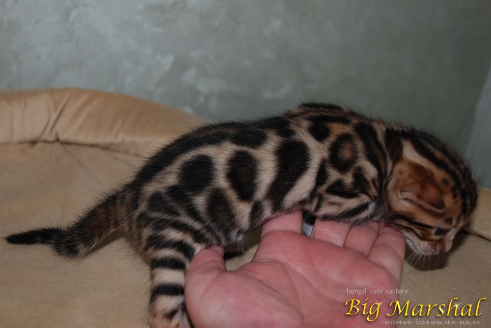 bengalskaja-koshka-prodazha-kotenka