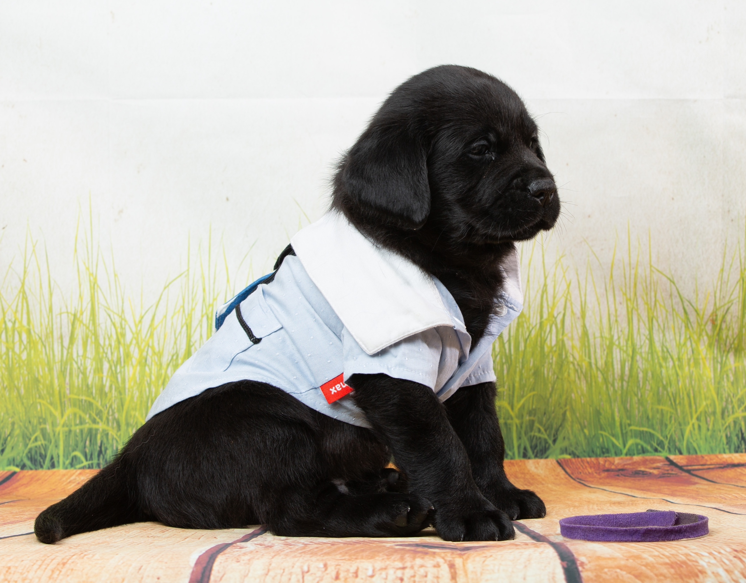 bontaliss-pitomnik-labradorov-kupit-shhenkov