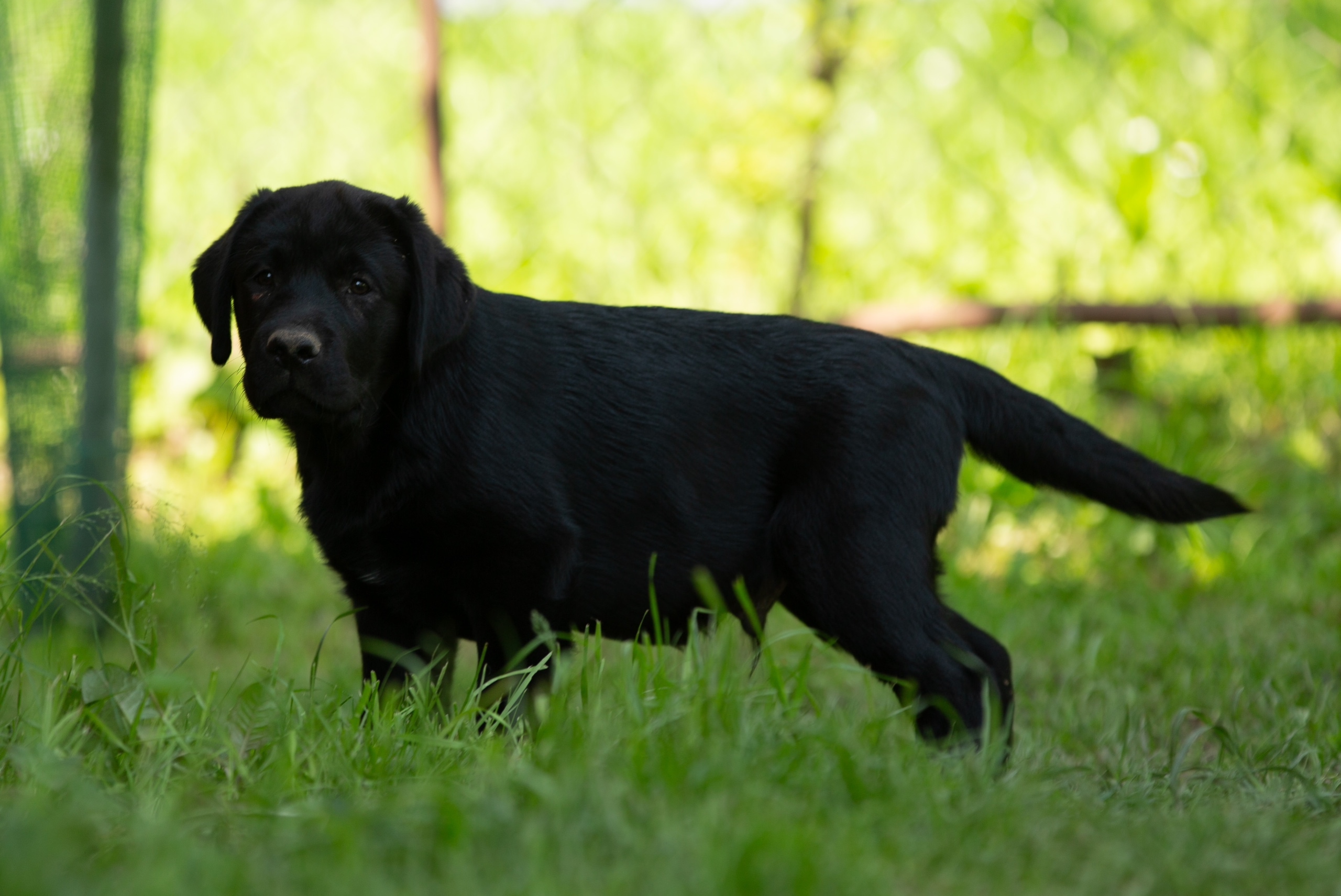 bontaliss-pitomnik-labradorov-prodaga-shhenka