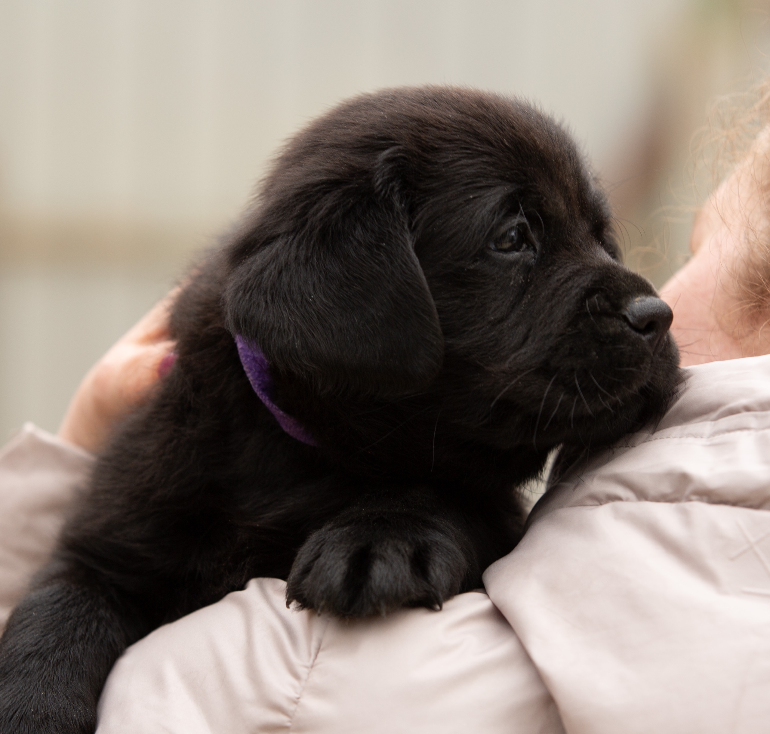 bontaliss-pitomnik-labradorov-prodaga-shhenkov-1