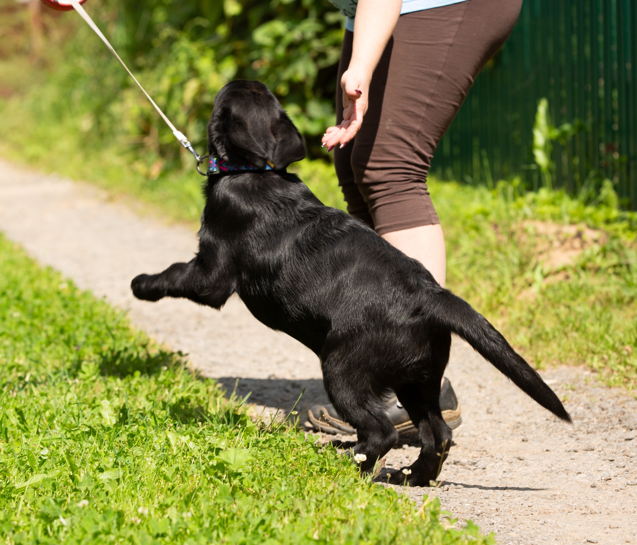 bontaliss-pitomnik-labradorov-prodaga-shhenkov