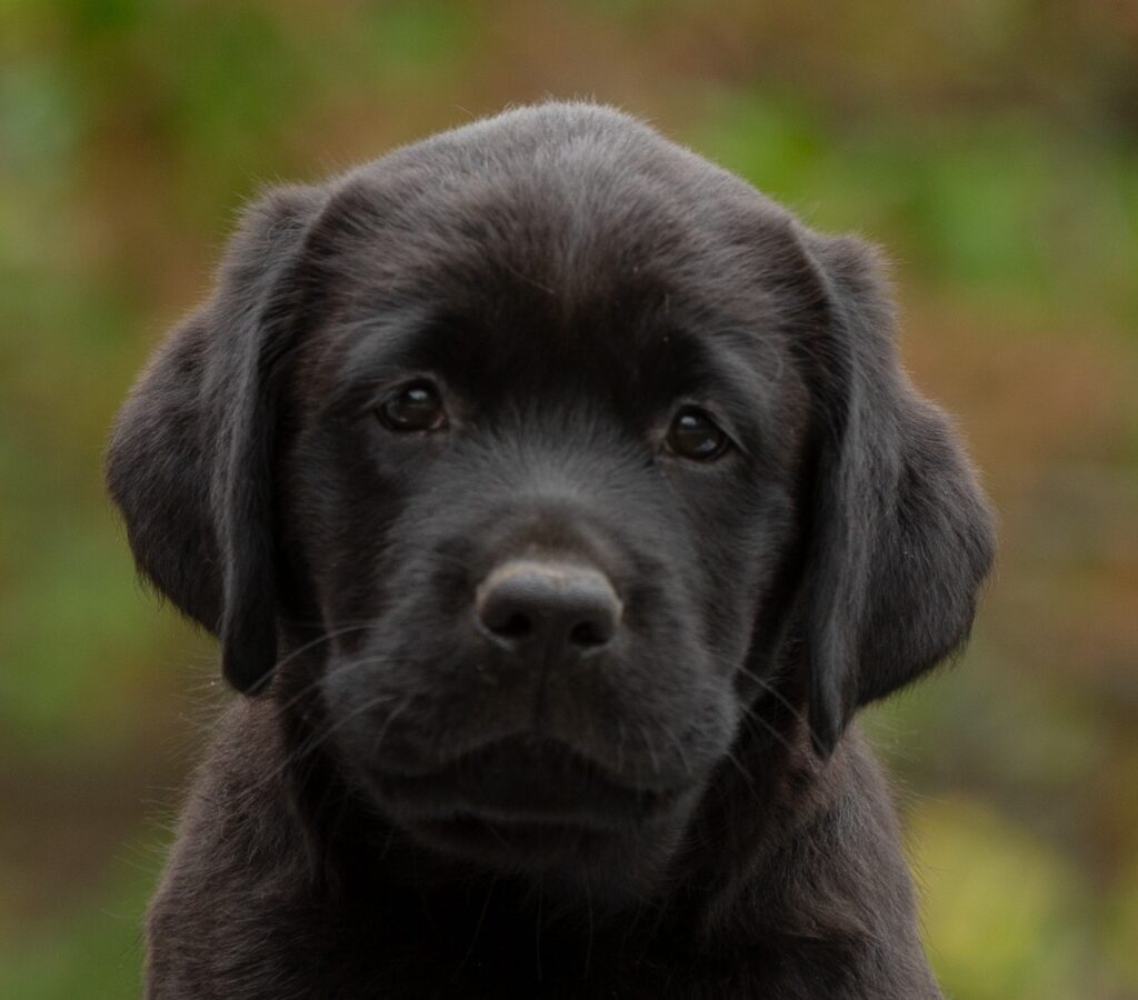 bontaliss-pitomnik-labradorov-prodaga-sobak