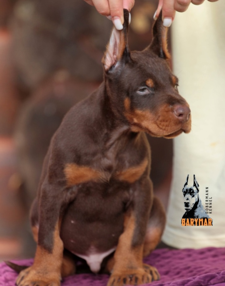 doberman-gde-kupit-shchenka