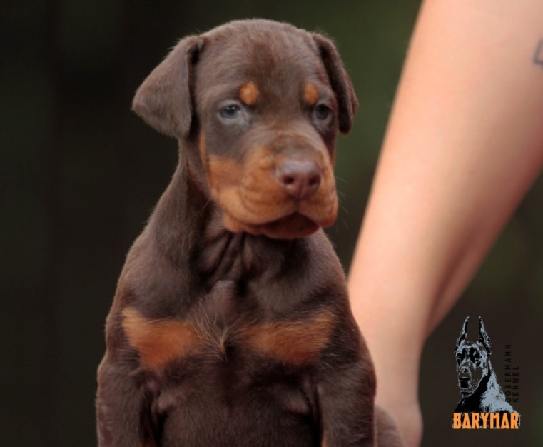 doberman-objavlenie-o-prodazhe-shchenka-shchenka