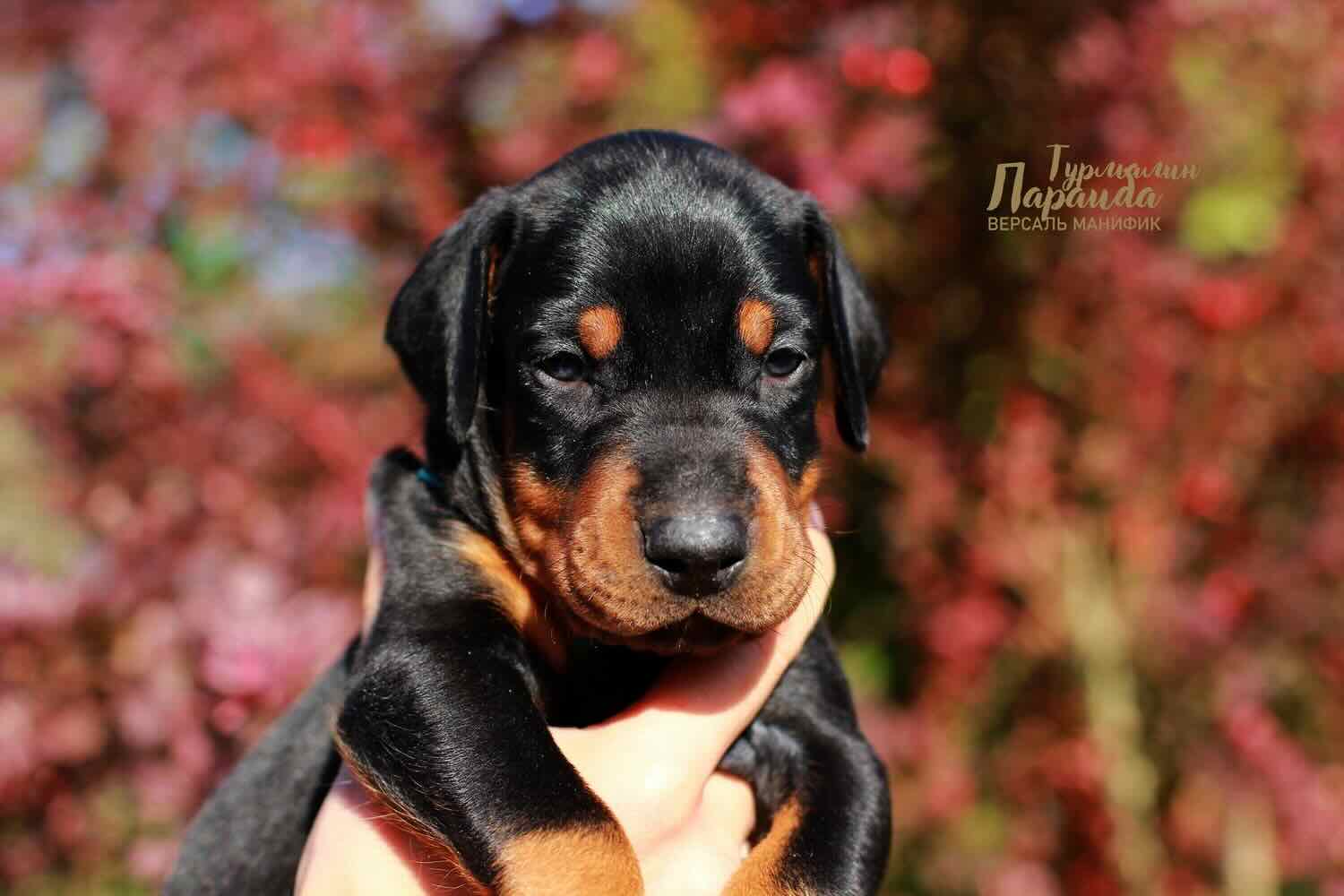 doberman-objavlenie-o-prodazhe-shenka