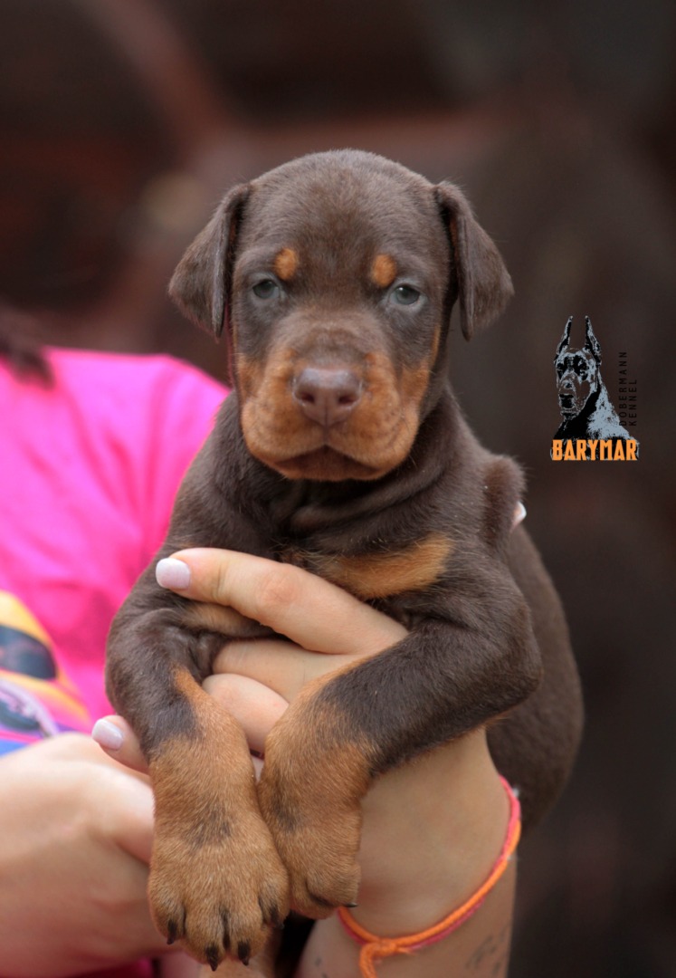 doberman-prodazha-shchenka