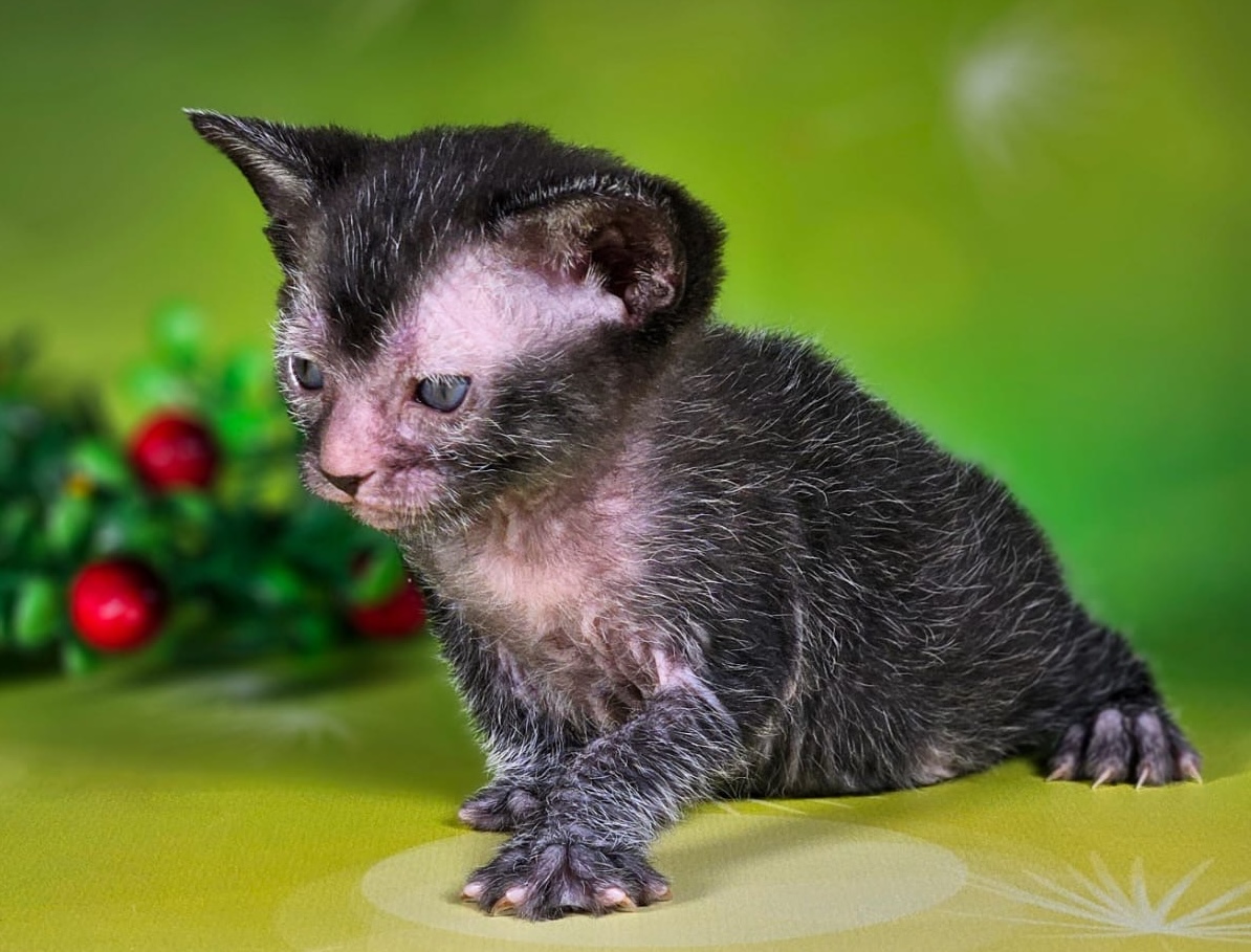 koshka-likoi-kupit-kotenka