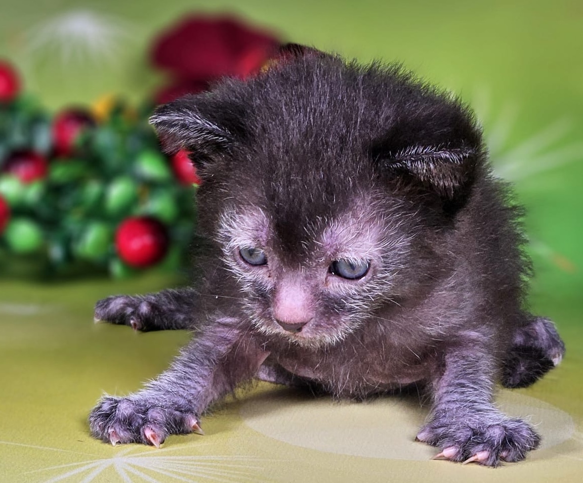 koshka-likoi-prodazha-kotenka