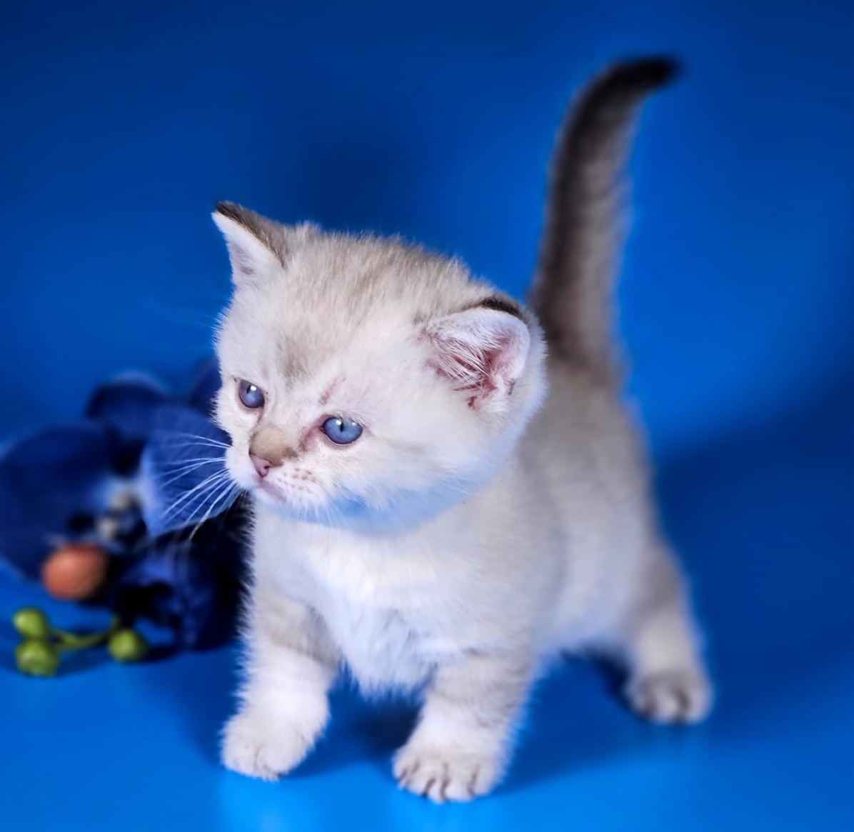 koshka-manchkin-kupit-kotenka