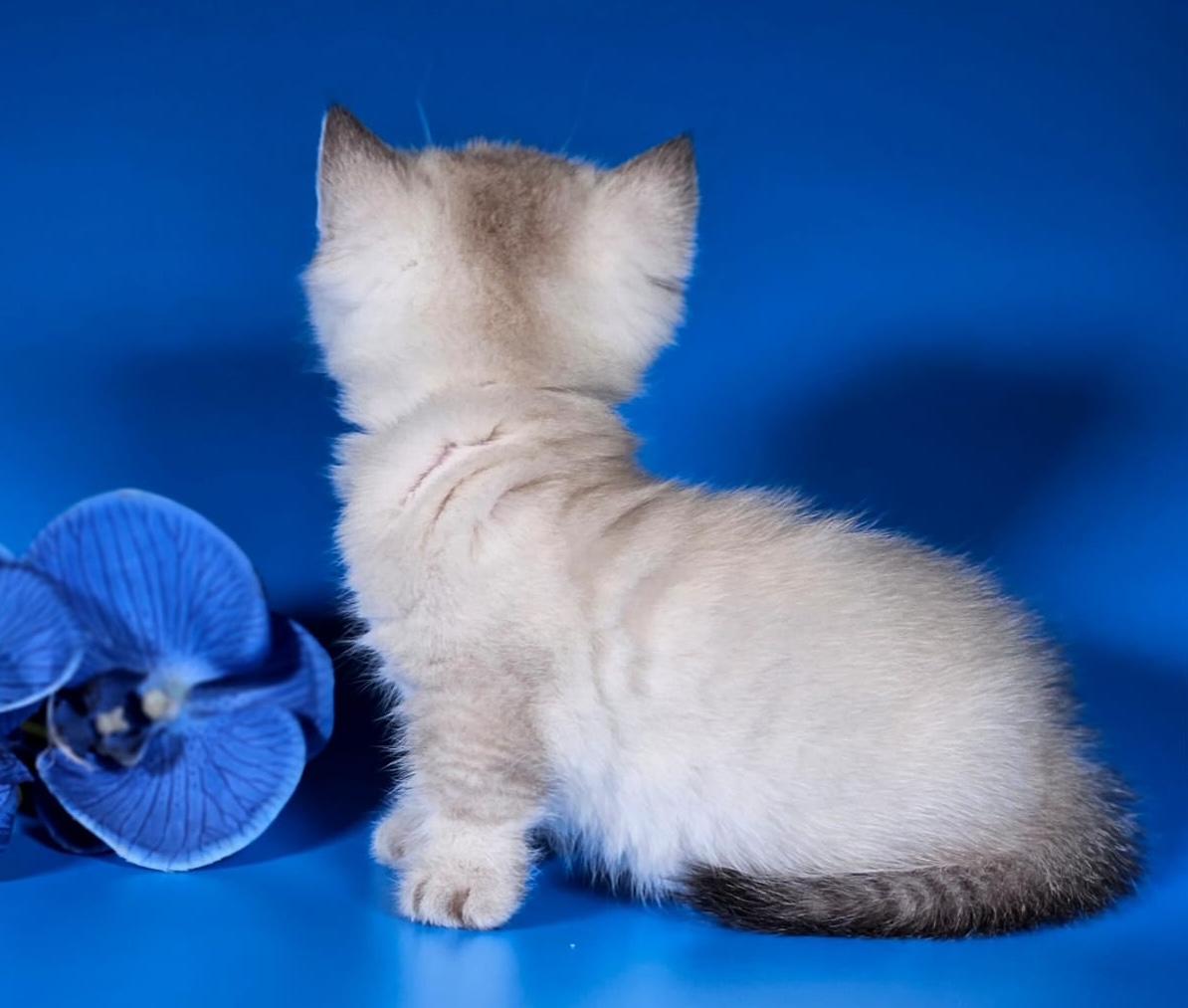 koshka-manchkin-prodazha-kotenka