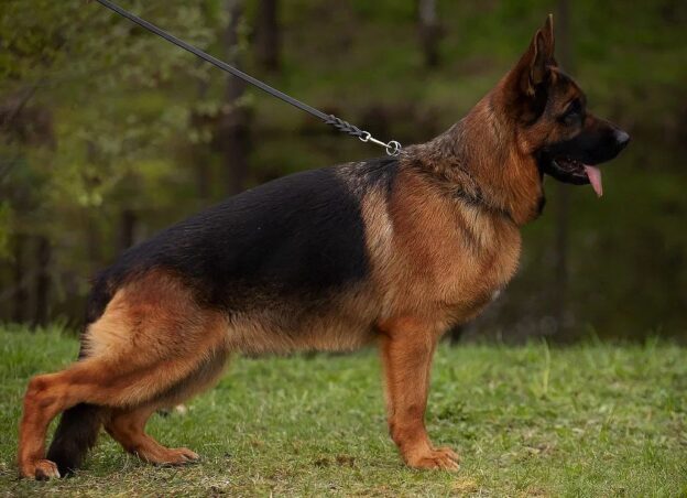 kupit-shchenka-nemeckoi-ovcharki