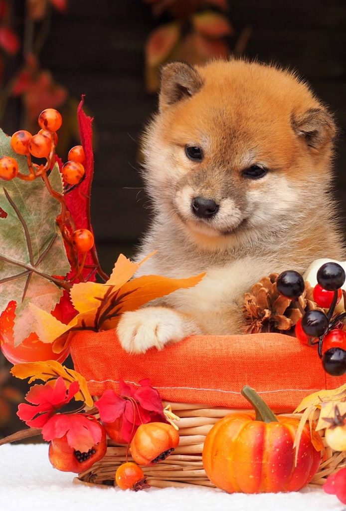 kupit-shchenka-shiba-inu