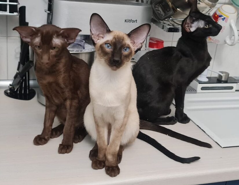 magic-familiars-pitomnik-prodazha-kotenka