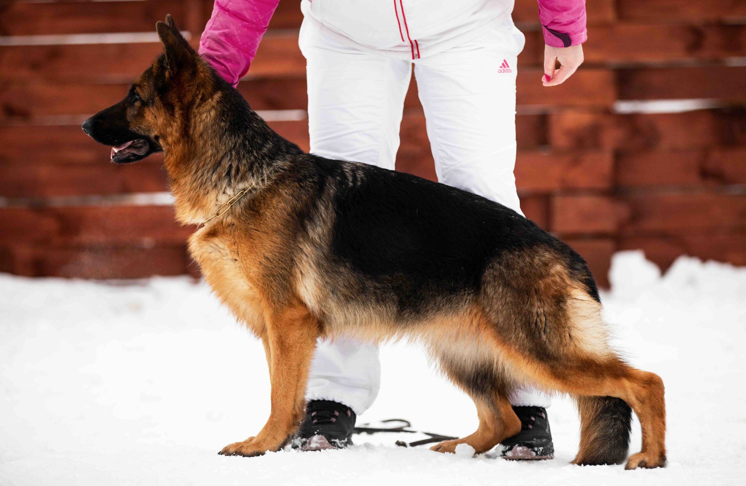 mama-kupit-shchenka-nemeckoi-ovcharki