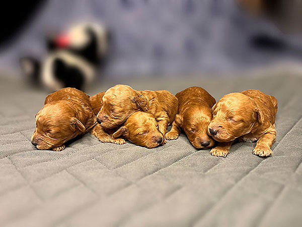 miniaturnij-pudel-gde-kupit-shchenka