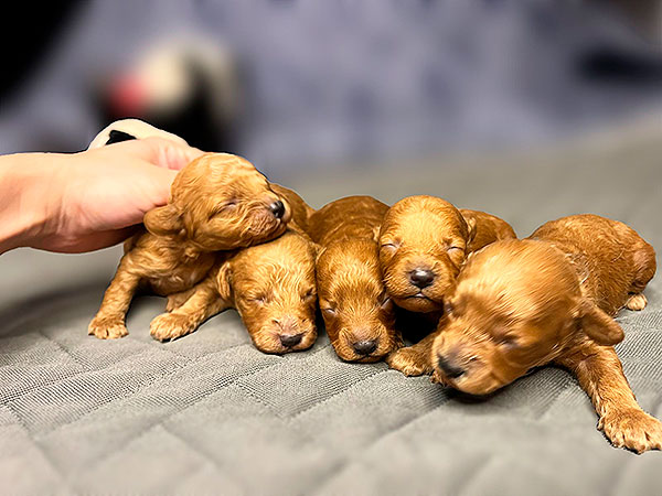 miniaturnij-pudel-kupit-shchenka