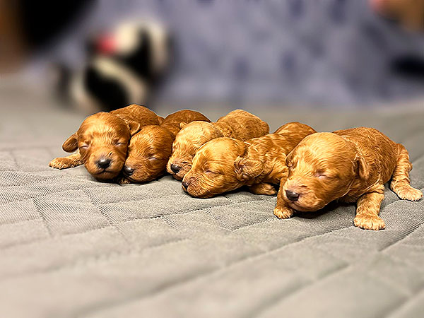 miniaturnij-pudel-prodazha-shchenka