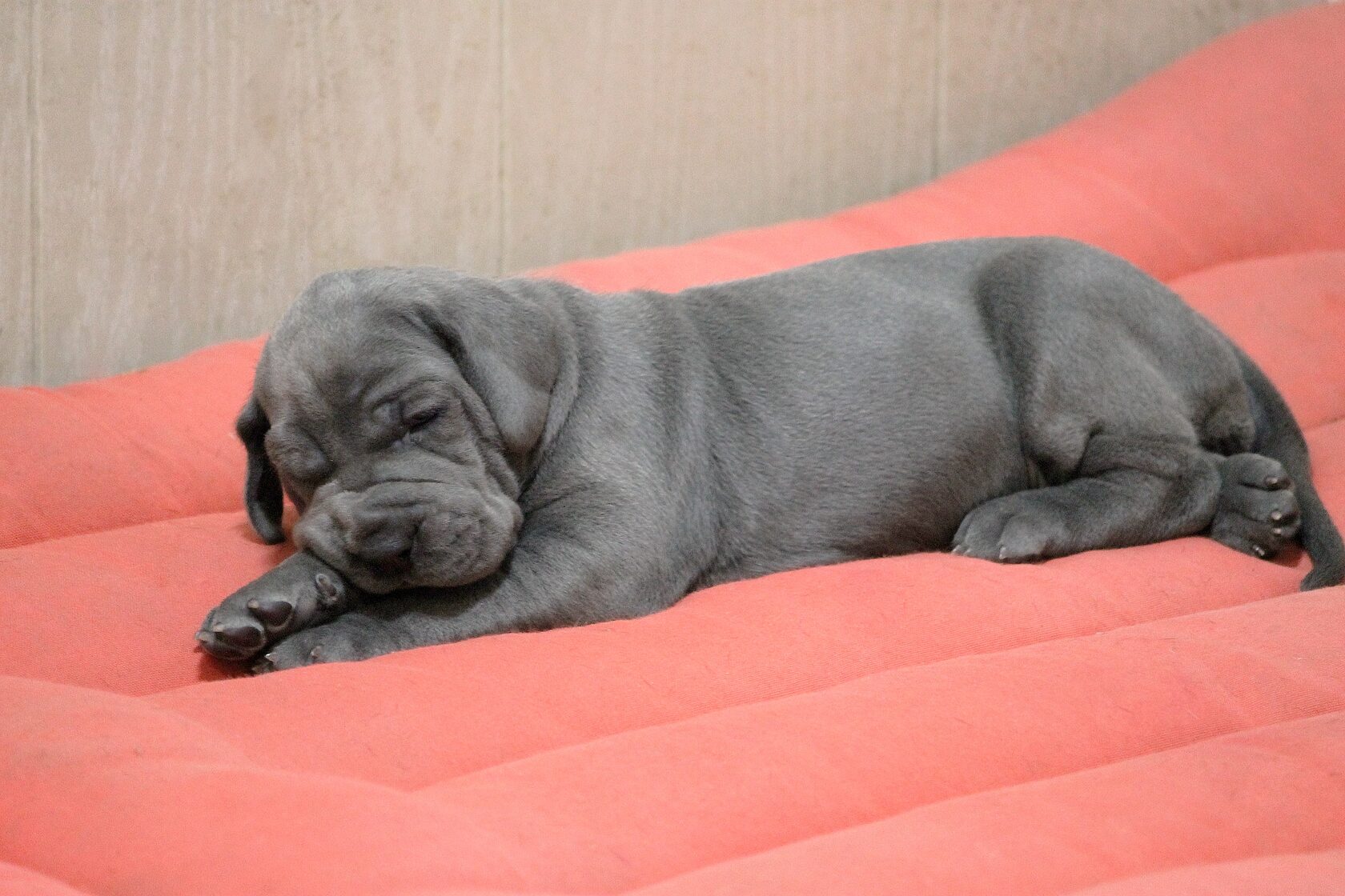 nemetskiy-dog-kupit-nedorogo