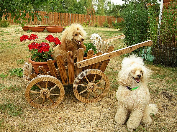 ocharovanie-pitomnik-pudel-toy-kupit-shchenka