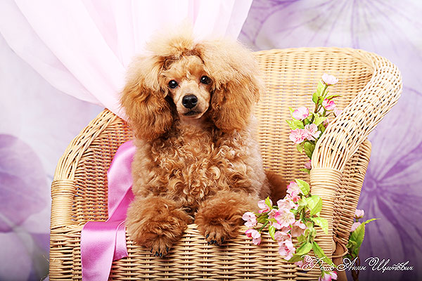 ocharovanie-pitomnik-pudel-toy-kupit-sobaku