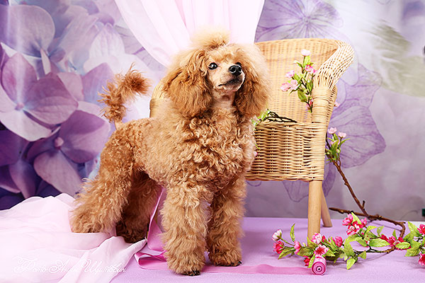 ocharovanie-pitomnik-pudel-toy-prodazha-shchenka