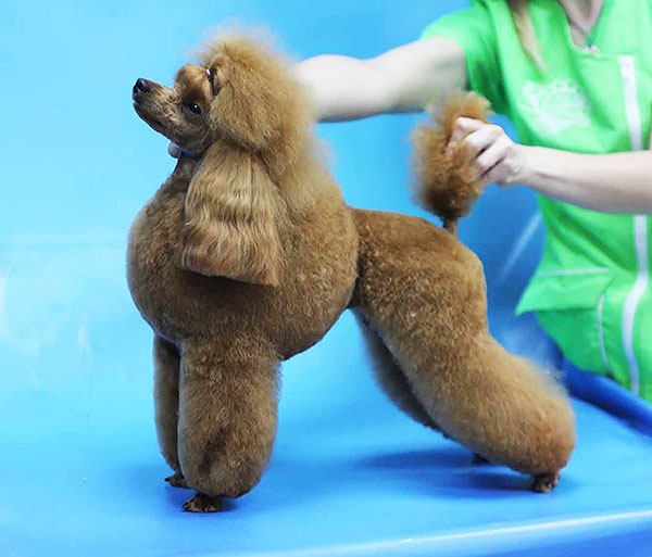 ocharovanie-pitomnik-sobak-pudel-toy