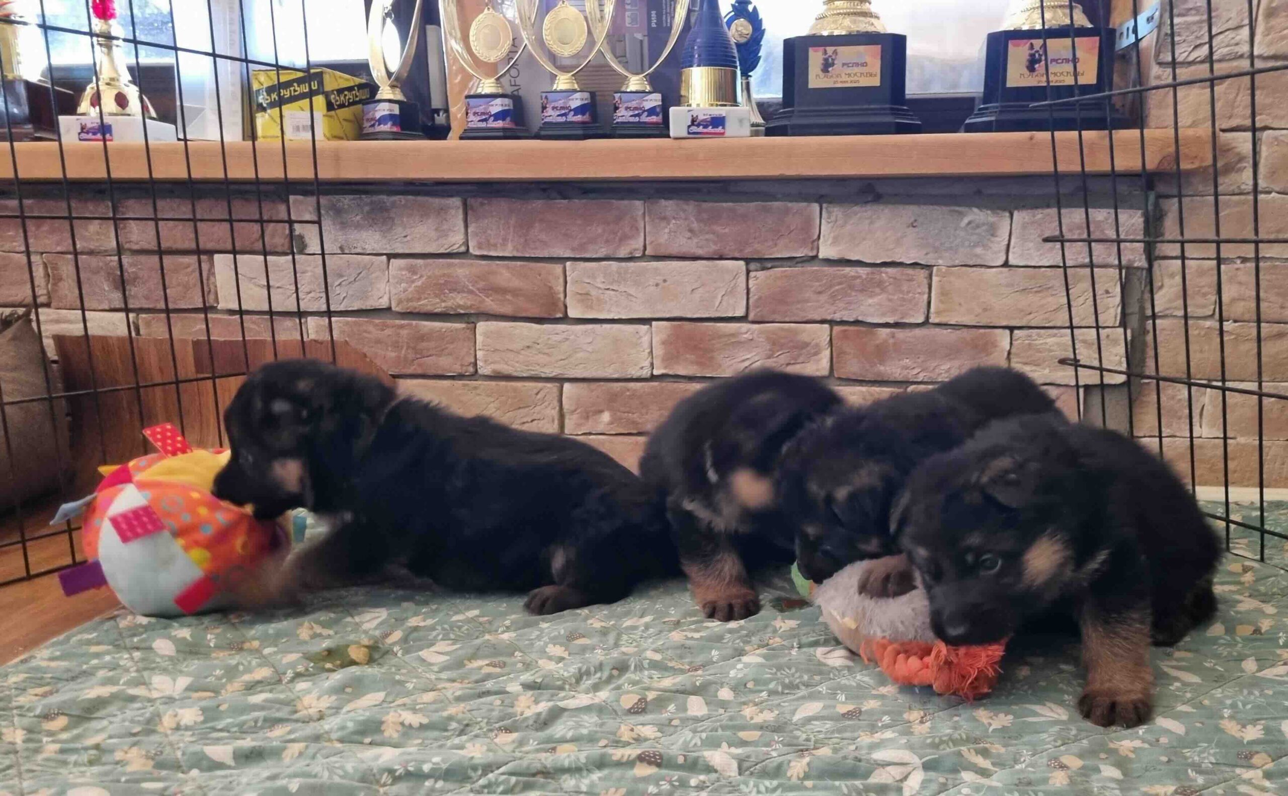 papa-kupit-shchenka-nemeckoi-ovcharki