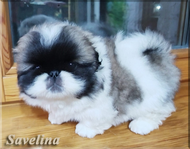pekines-kupit-shenka
