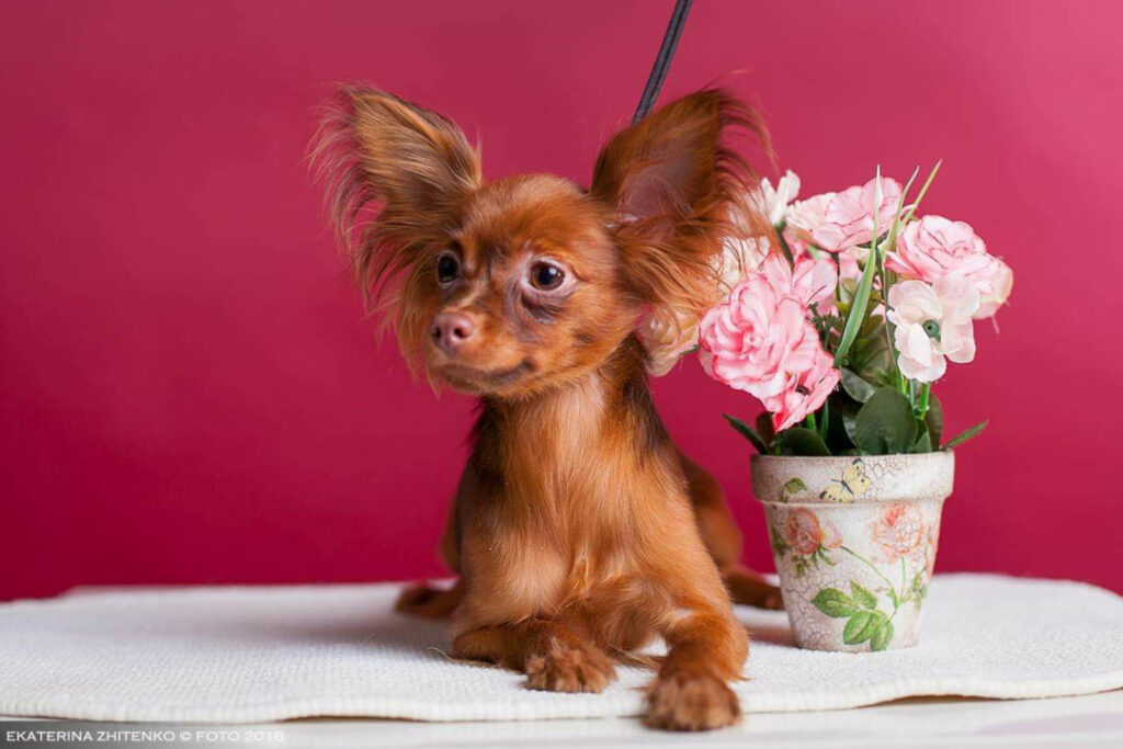 pet-style-pitomnik-toj-tererov-kupit-shhenkov